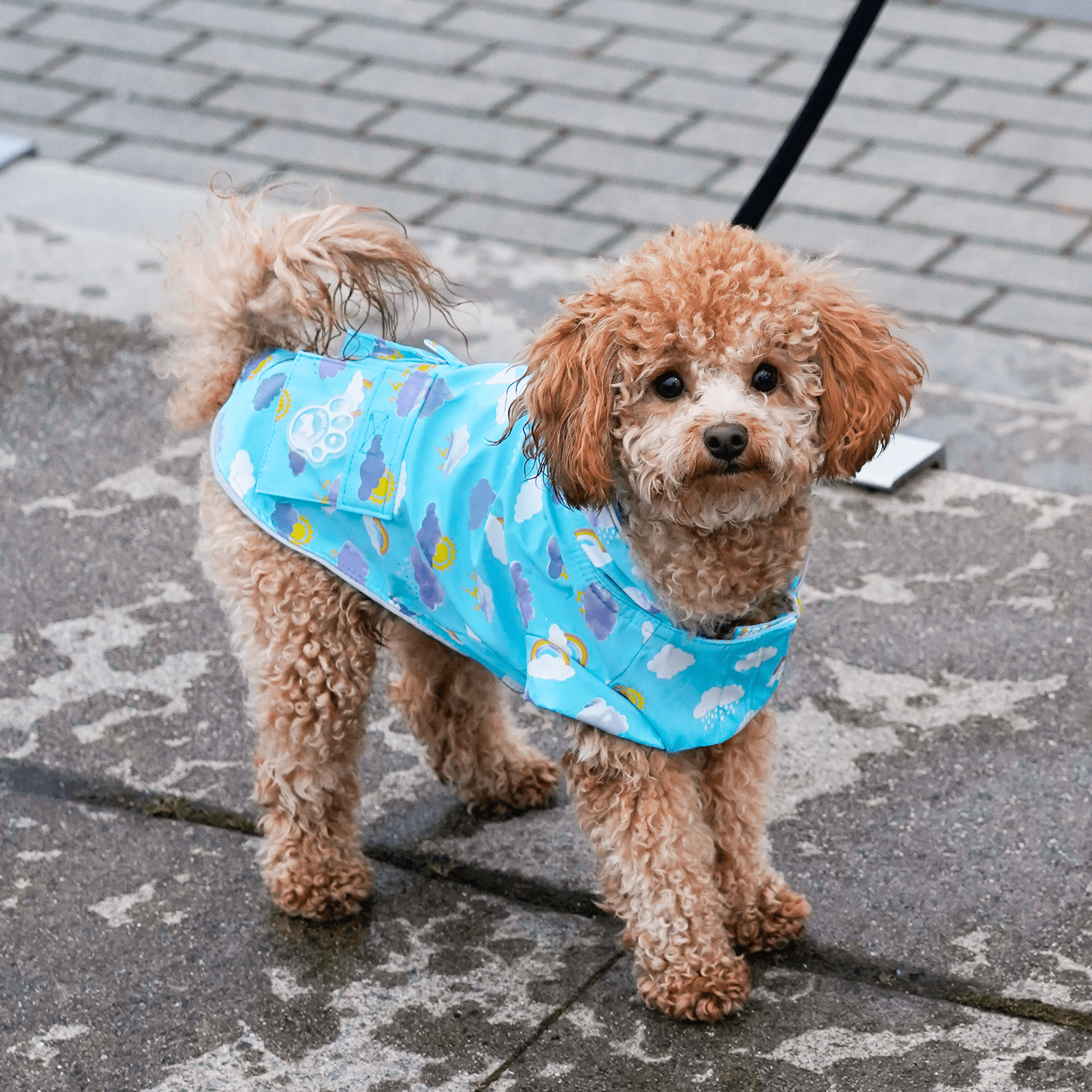 Wet Reveal Torrential Tracker - LU3S