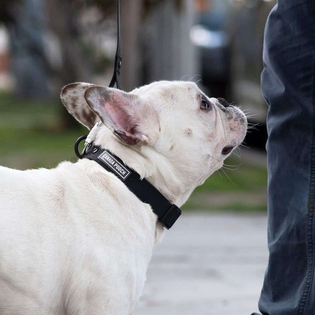 Waterproof Collar - OZMD