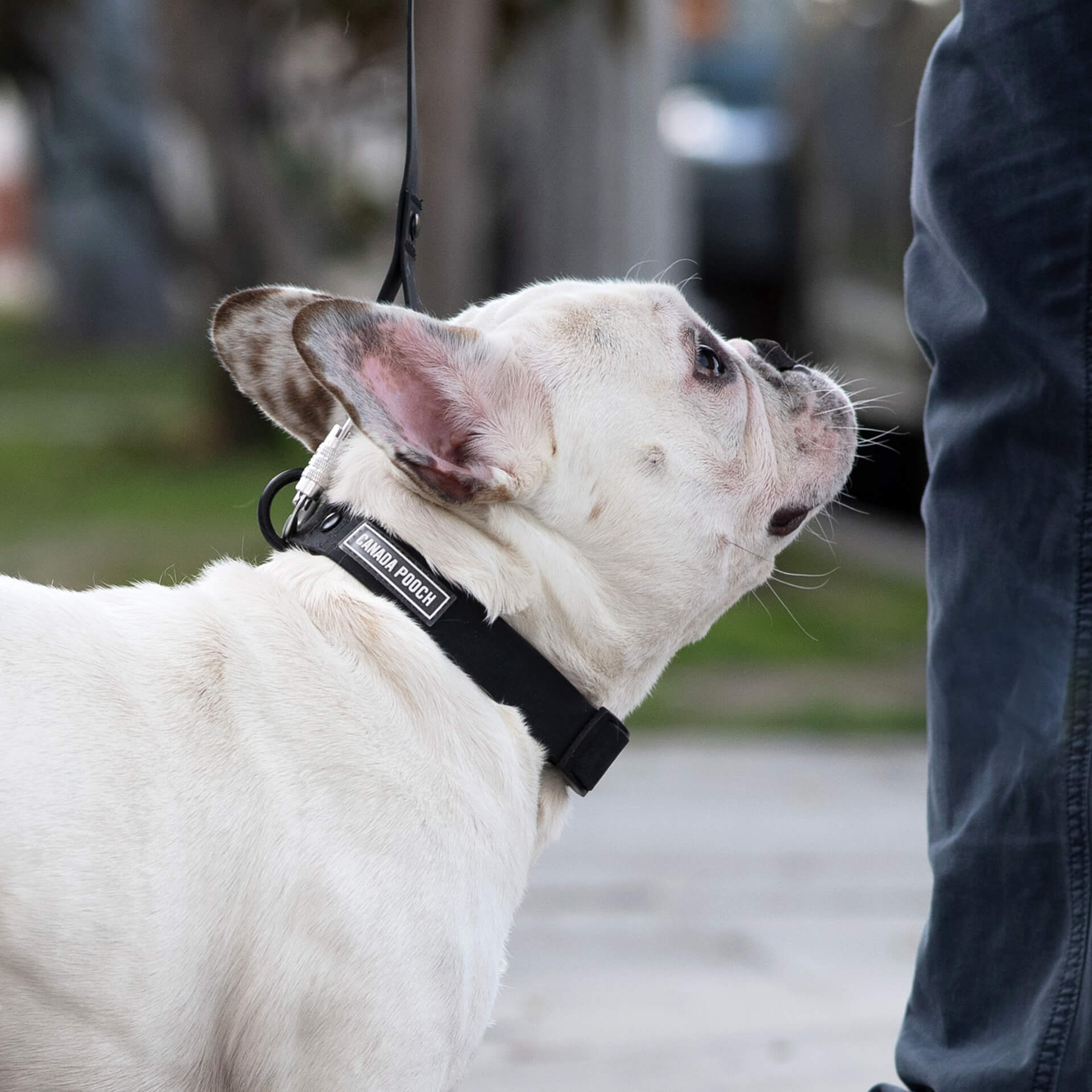 Waterproof Collar - OZMD