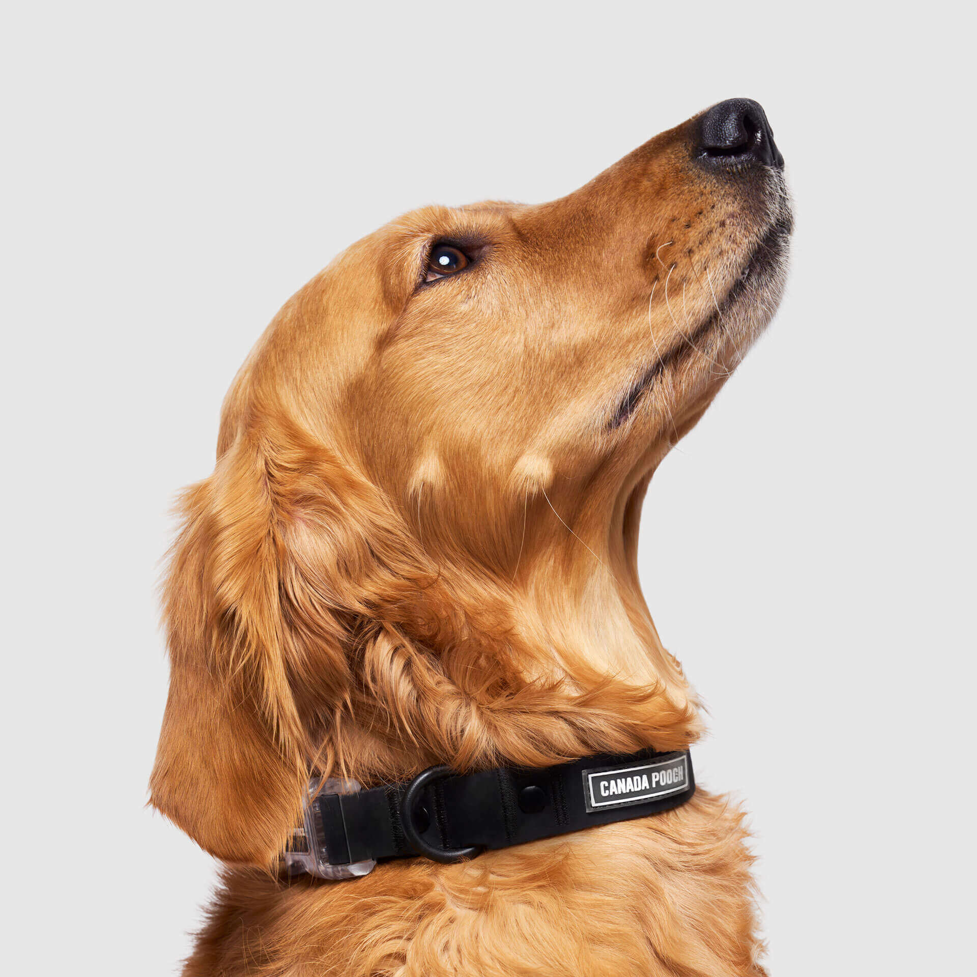 Waterproof Collar - OZMD