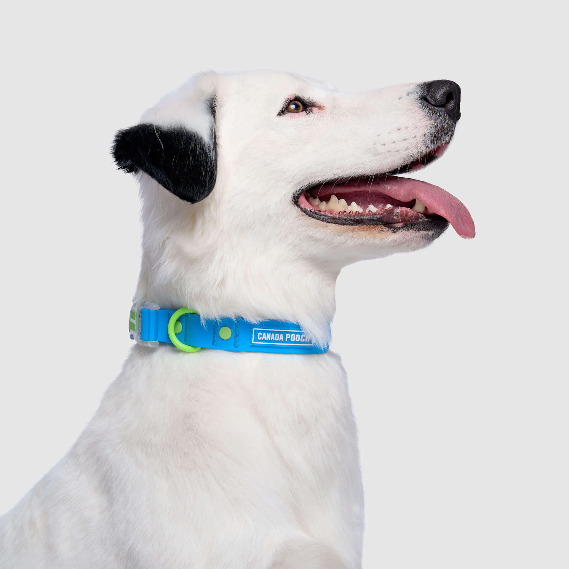 Waterproof Collar - OZMD