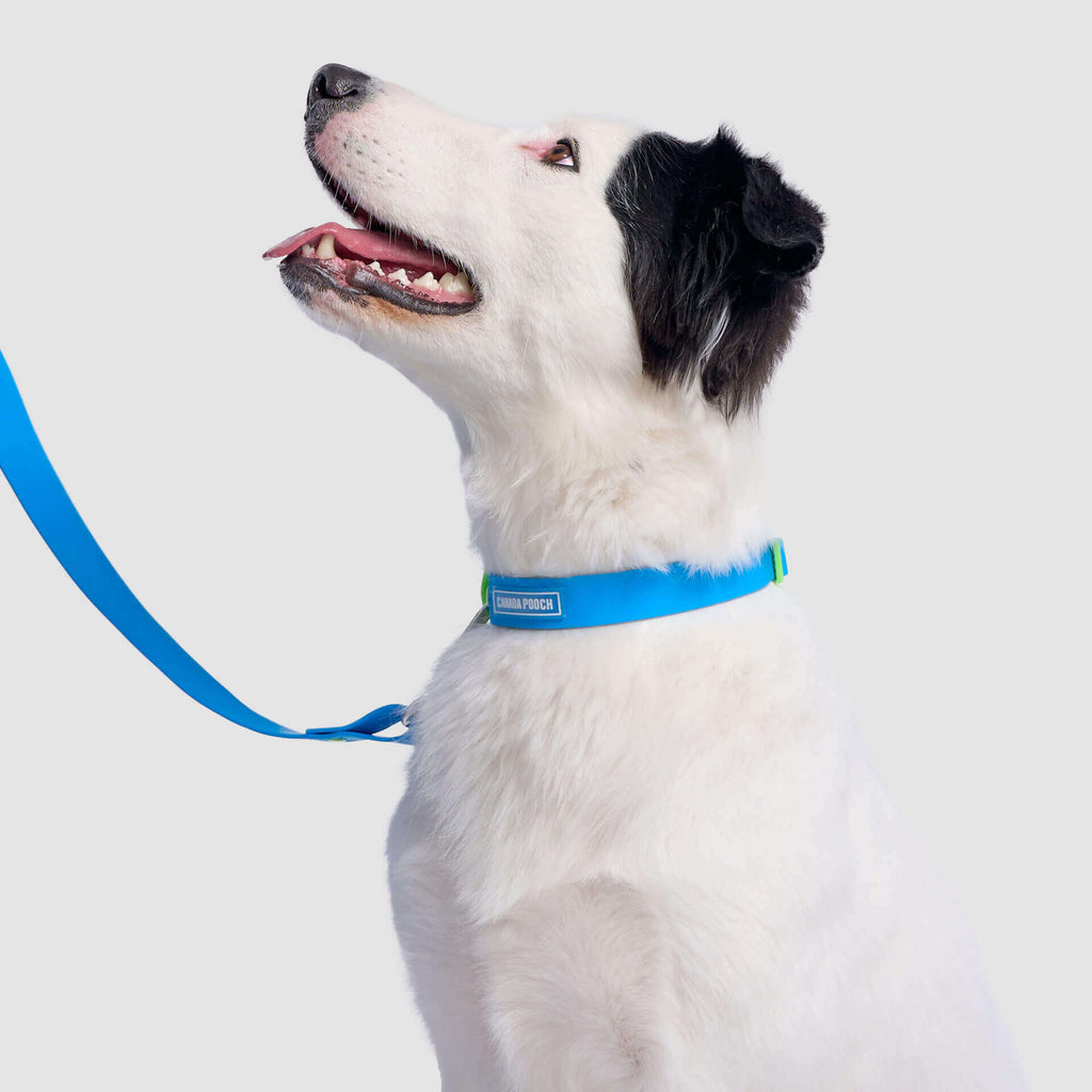 Waterproof Collar - OZMD