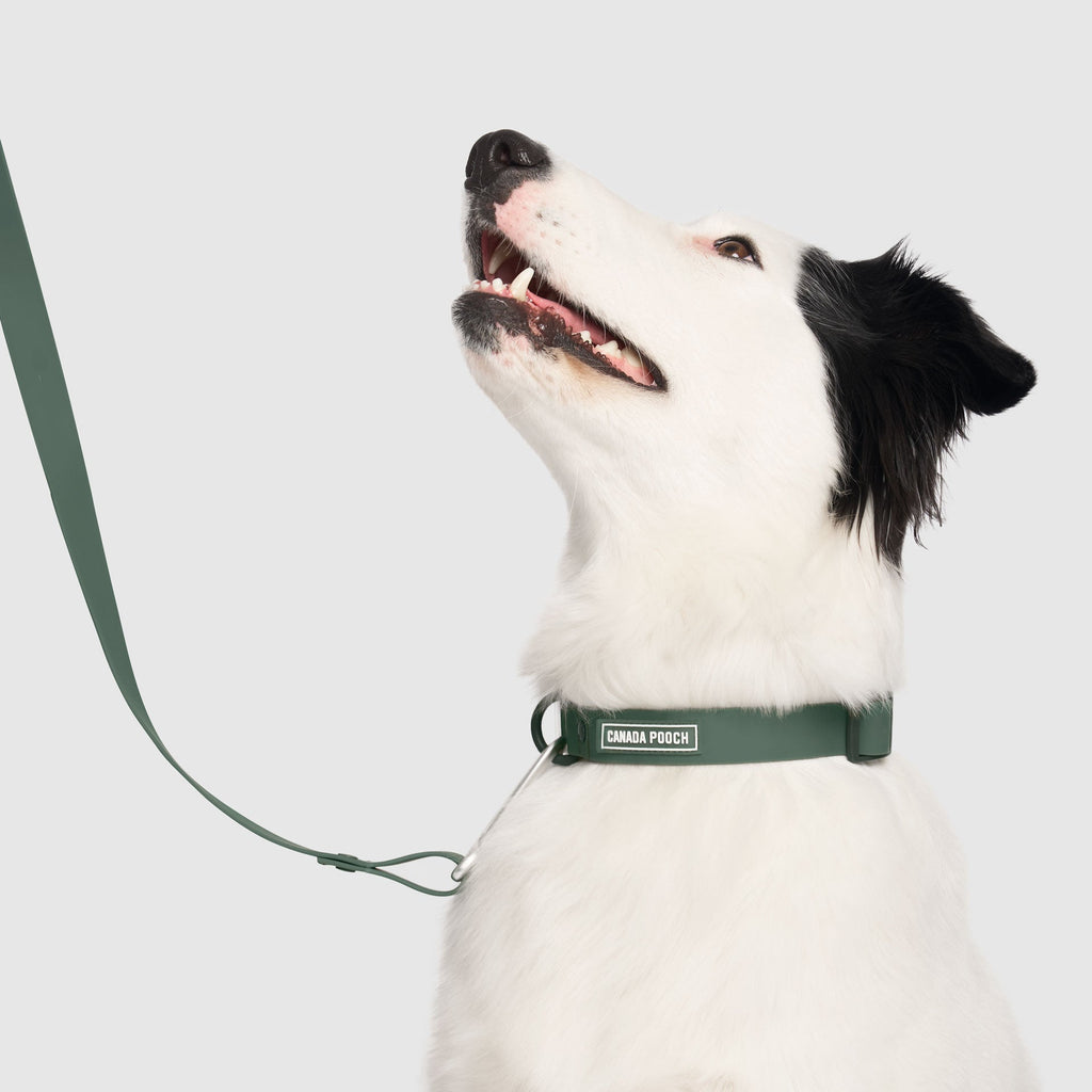 Waterproof Collar - OZMD
