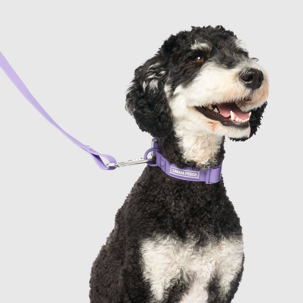 Waterproof Collar - OZMD