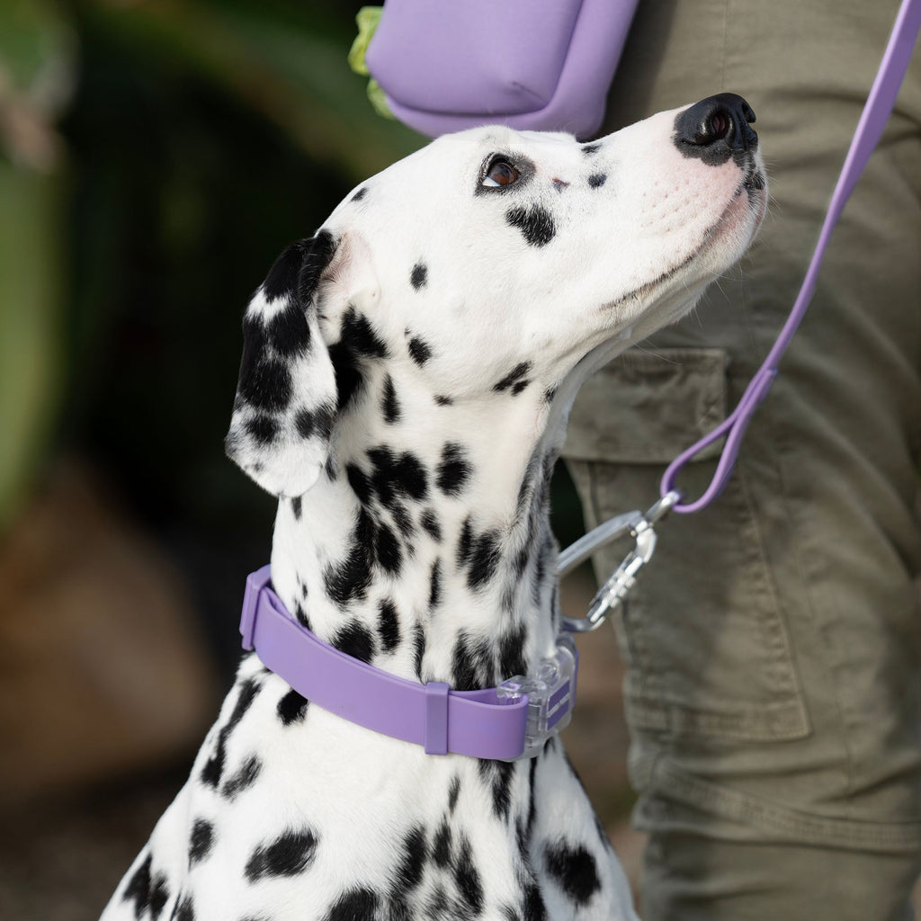 Waterproof Collar - OZMD