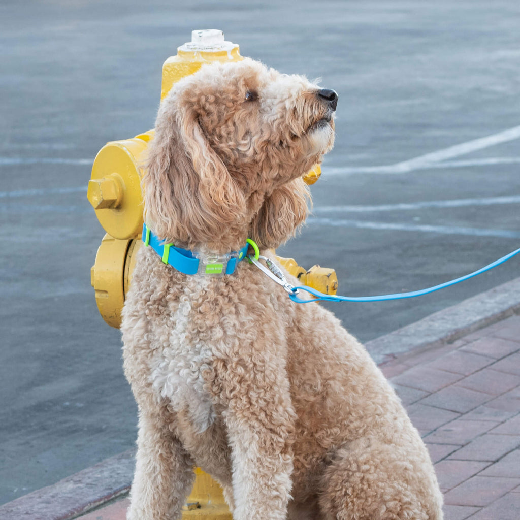 Waterproof Collar - OZMD