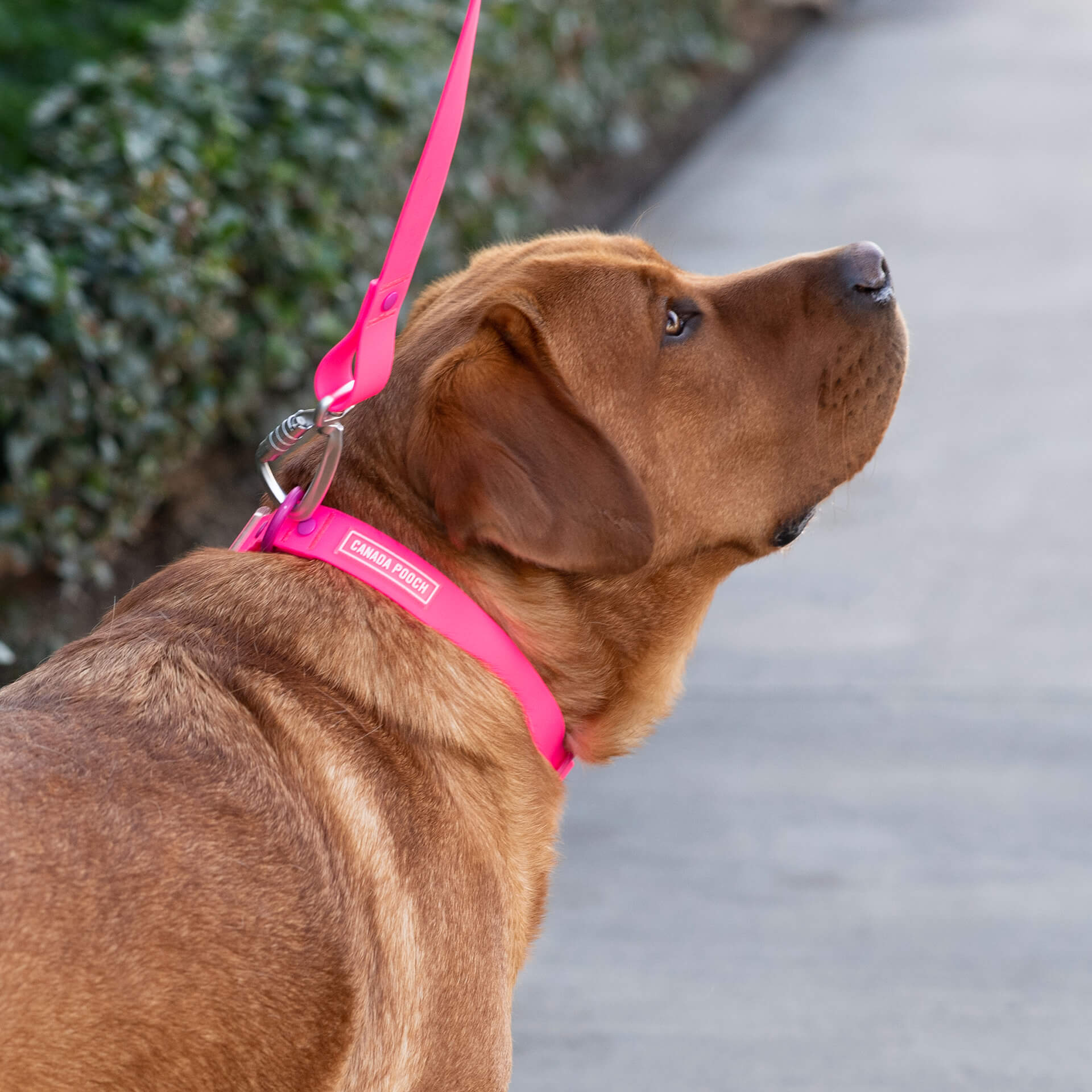 Waterproof Leash - U7AB