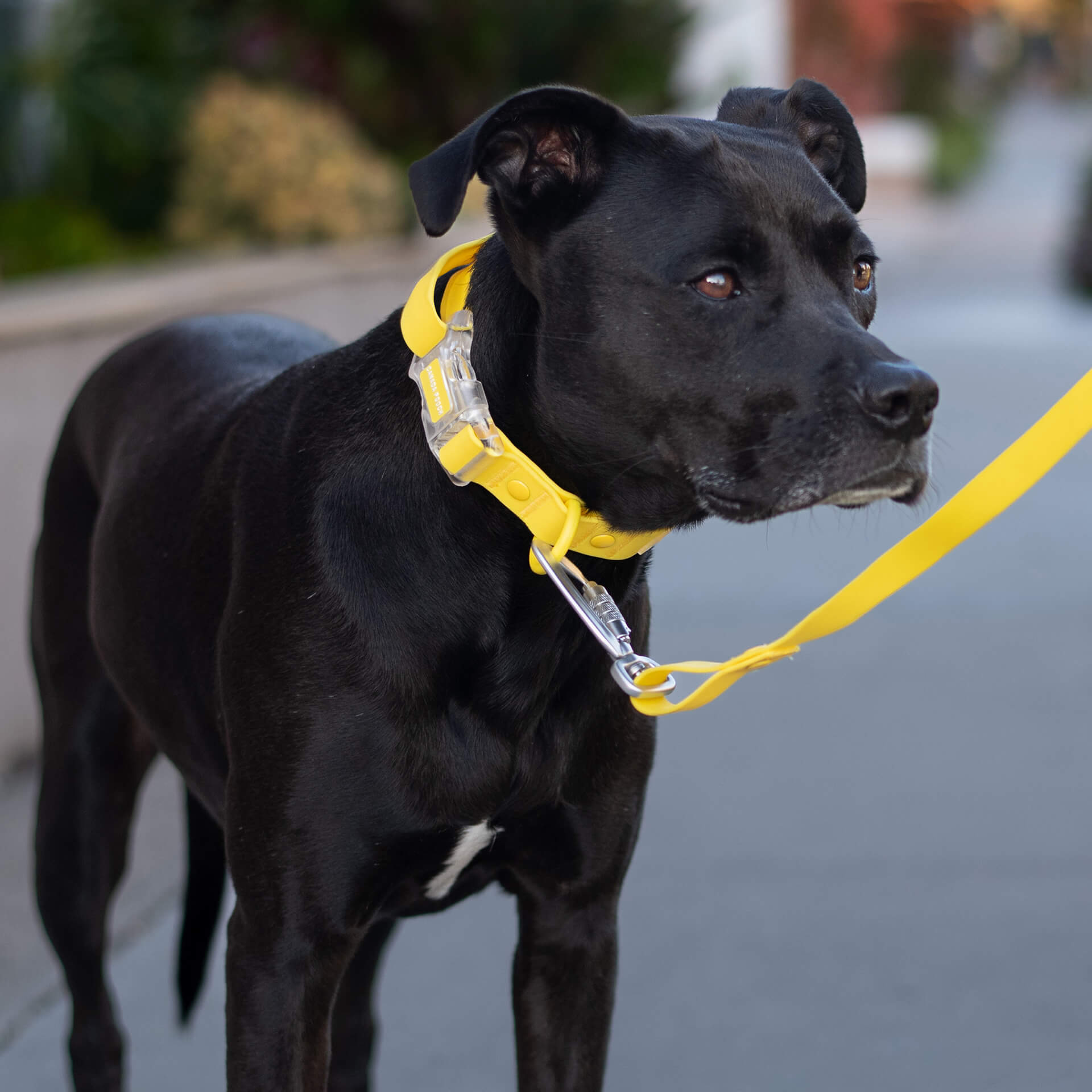 Waterproof Collar - OZMD