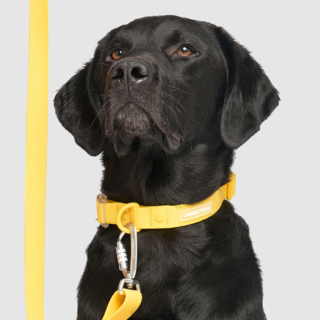 Waterproof Collar - OZMD