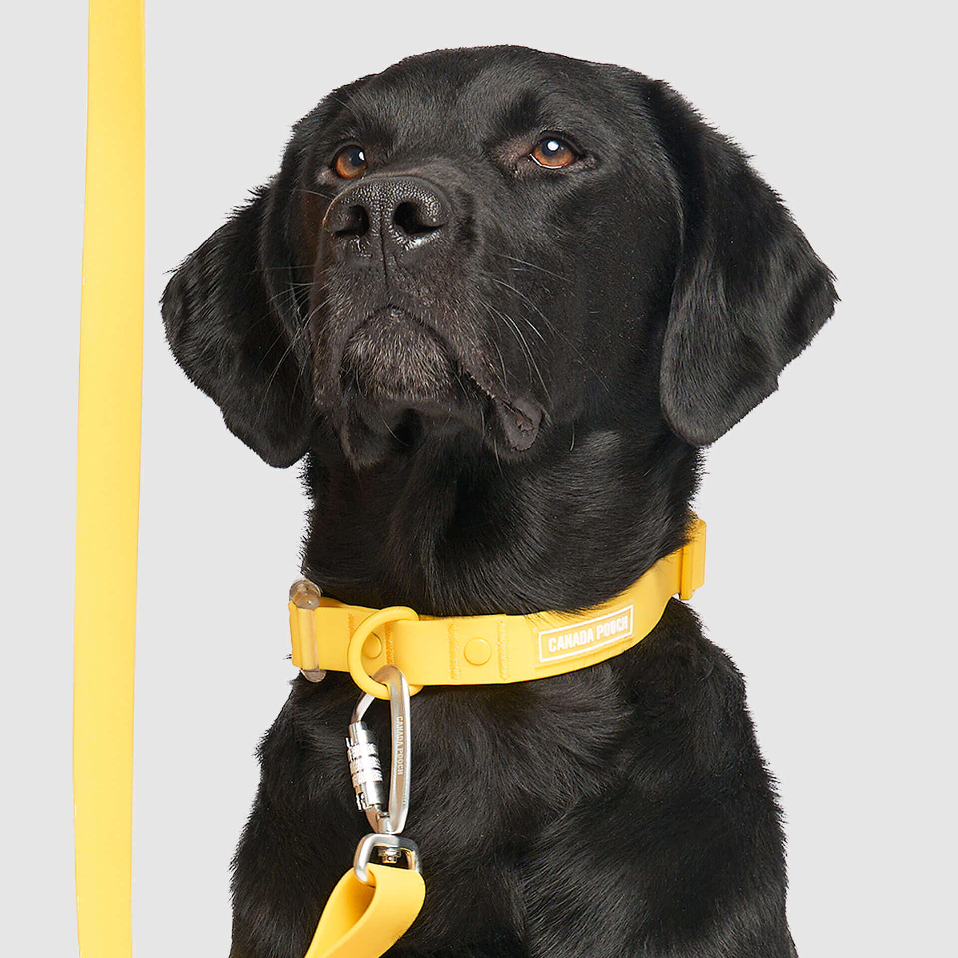Waterproof Collar - OZMD