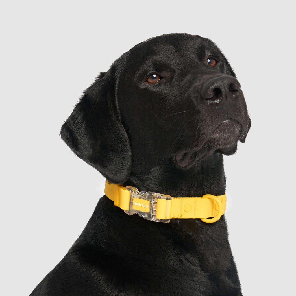 Waterproof Collar - OZMD