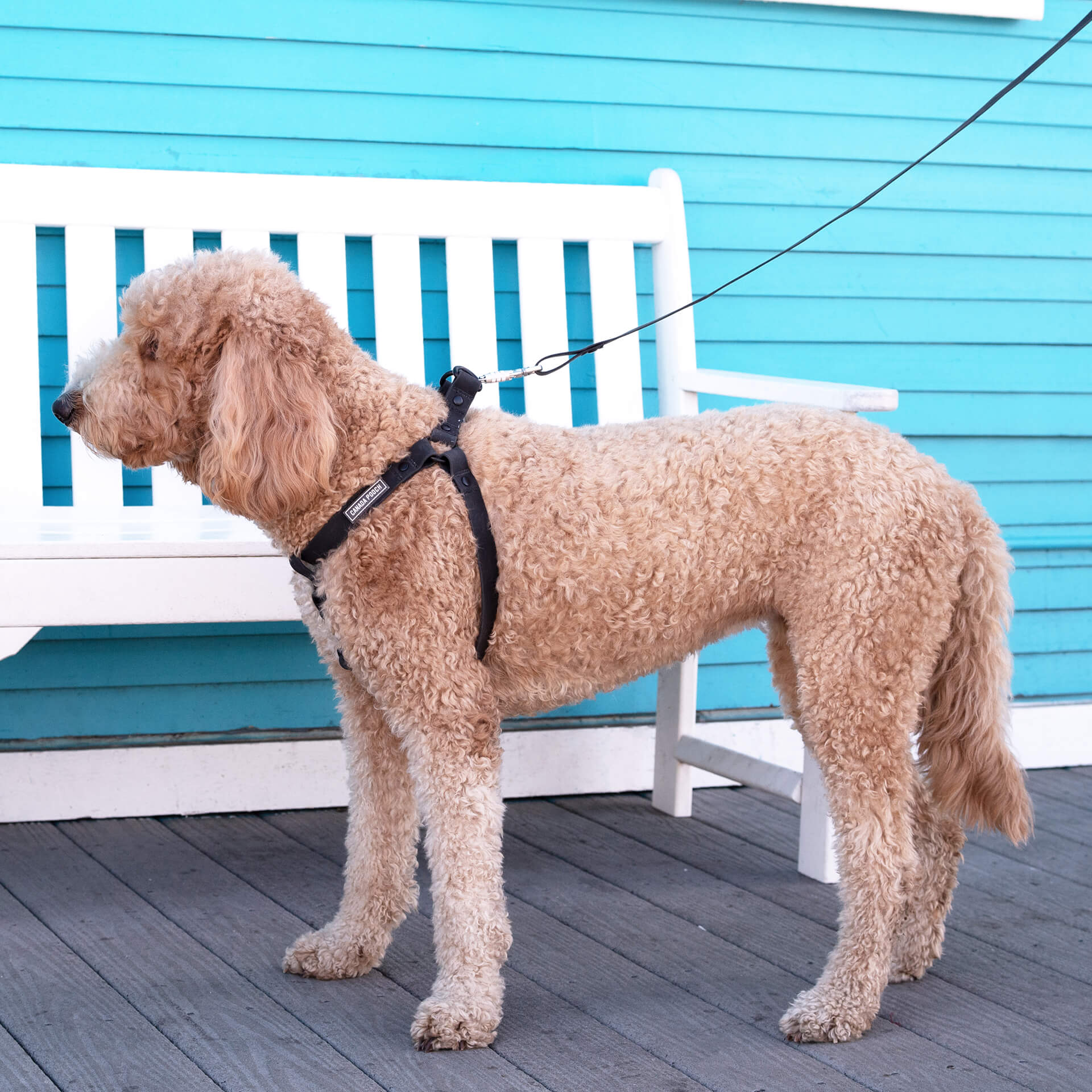 Waterproof Leash - U7AB