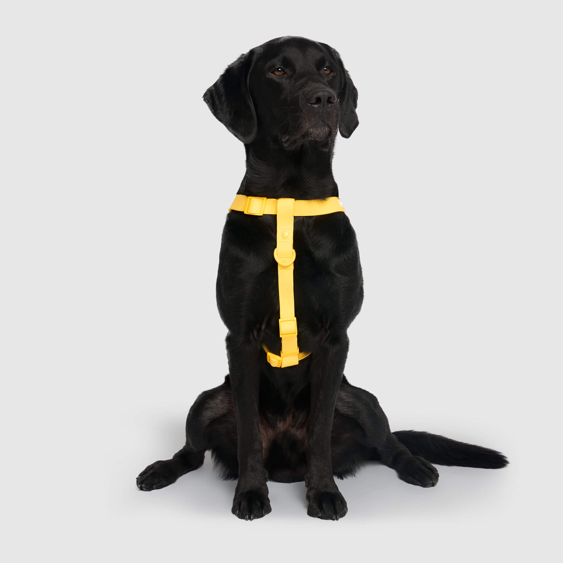 Waterproof Harness - 4IKT
