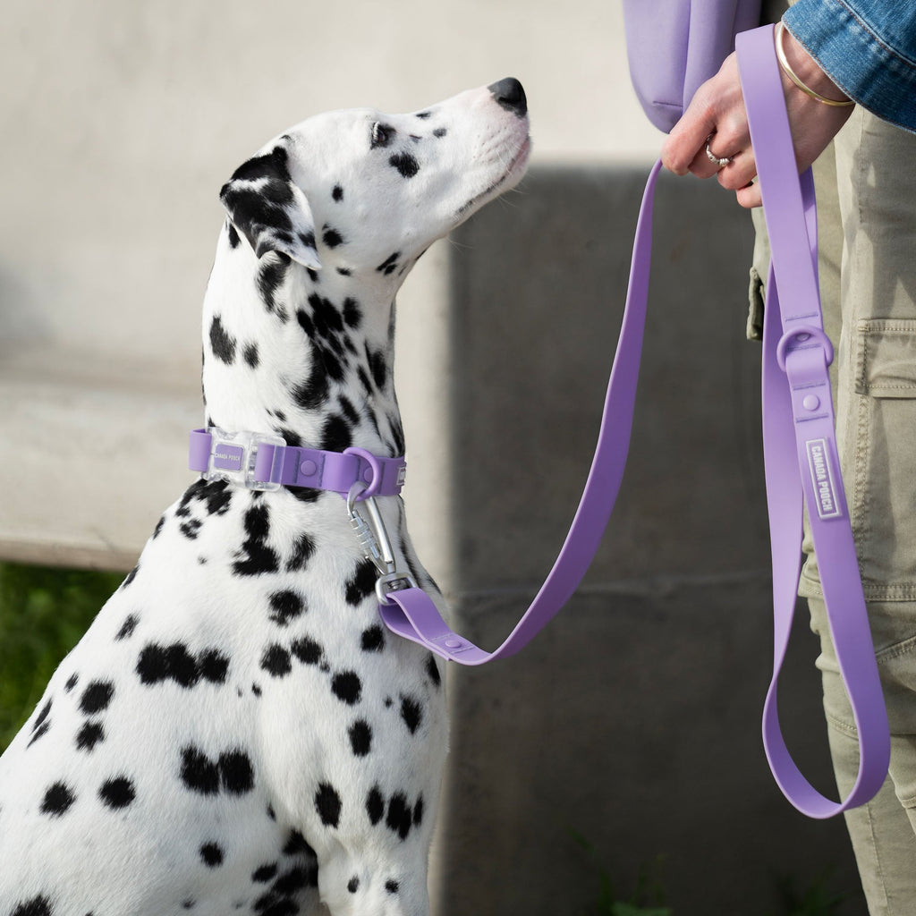 Waterproof Leash - U7AB